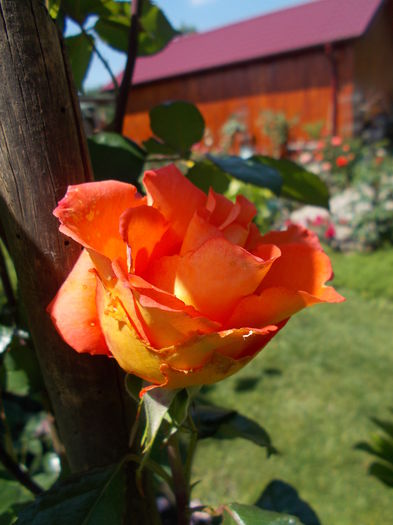 DSCN0227