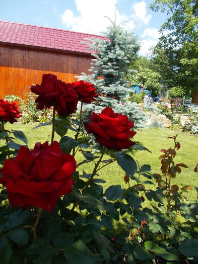DSCN0234
