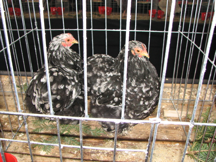Expozitia Nationala Breaza 2010 115
