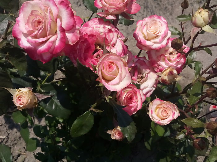 ? - 2015 Trandafiri I