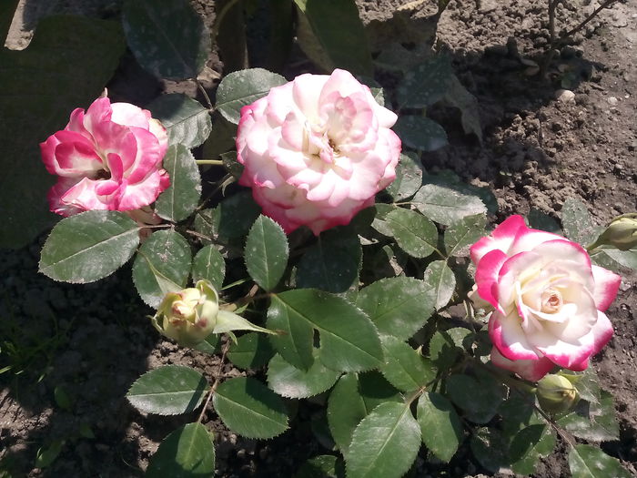 Jubilee du Prince de Monaco - 2015 Trandafiri I