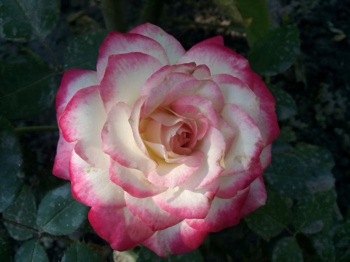 Jubilee du Prince de Monaco - 2015 Trandafiri I