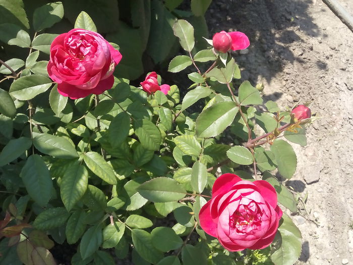 Benjamin Britten - 2015 Trandafiri I