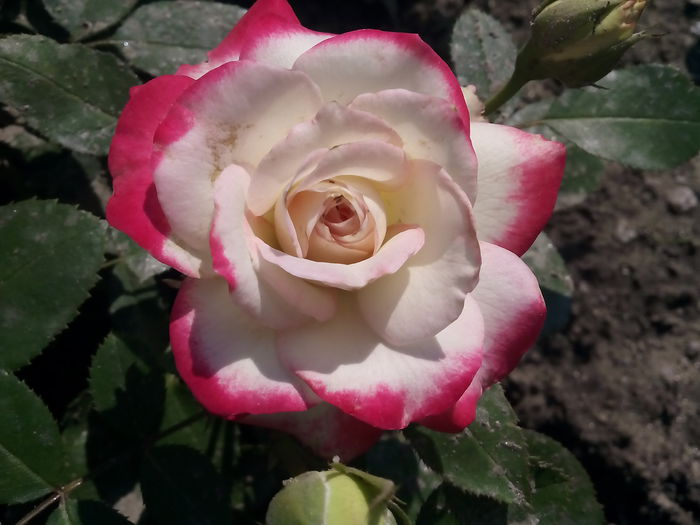 Jubilee du Prince de Monaco - 2015 Trandafiri I