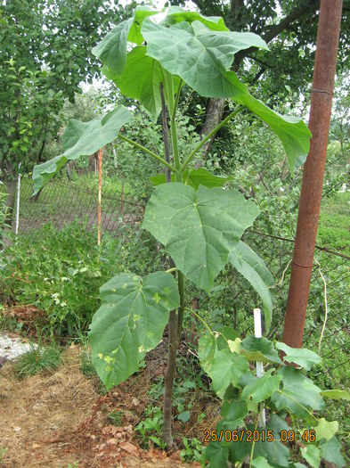 P. cel de linga iaz, in 2015, anul 3. - Paulownia Tomentosa 2014-2016