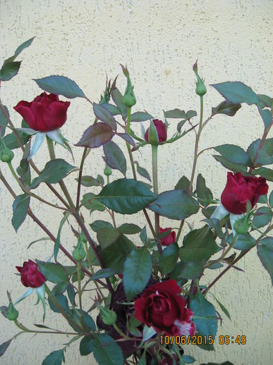 Picture 3611 - Trandafiri