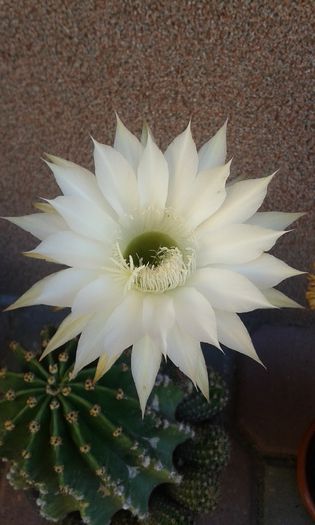 20150612_090301 - cactusi si suculente