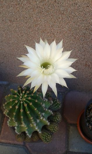 20150612_090319 - cactusi si suculente