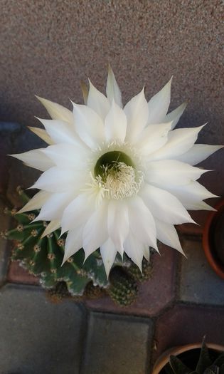 20150612_090326 - cactusi si suculente