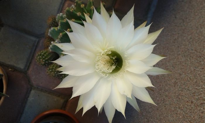 20150612_090434 - cactusi si suculente