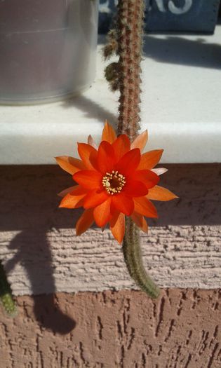 20150612_105822 - cactusi si suculente