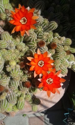 20150612_105846 - cactusi si suculente