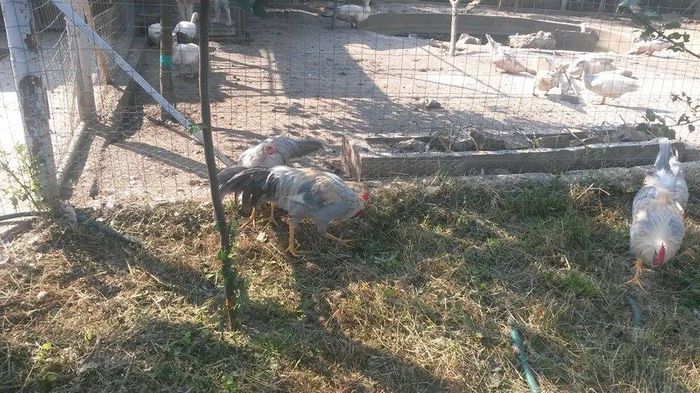 11721103_891922460895199_1403125726_n