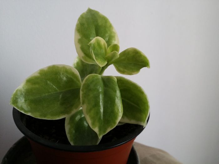 20150707_154134 - Plante in ghiveci 2015