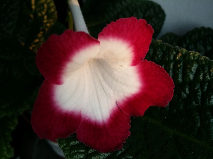 20150706_202329 - Plante in ghiveci 2015