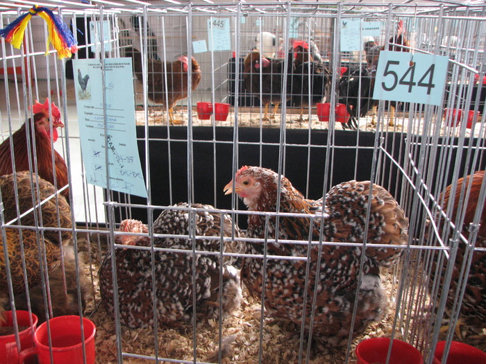 Expozitia Nationala Breaza 2010 120