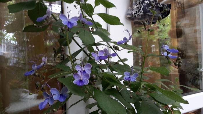 clerodendron ugandese - iulie 2015