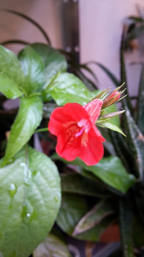 ruellia brevifolia - iulie 2015