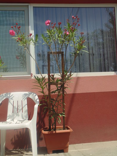 DSC07739 - Copy - Florile mele 2