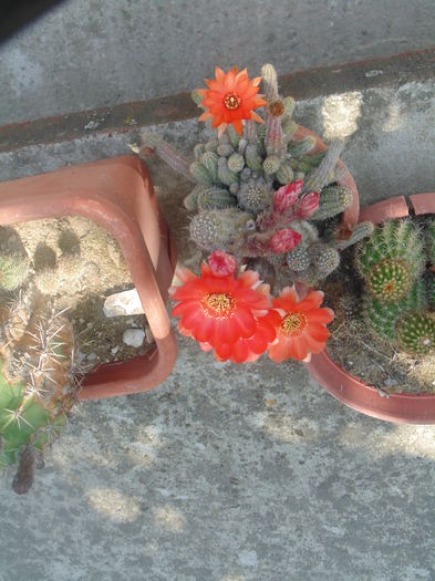 DSC07749 - Copy - Florile mele 2