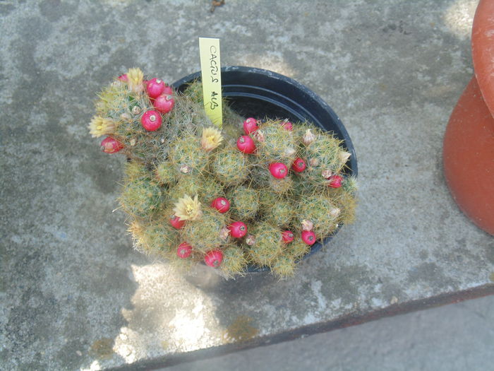 DSC07750 - Copy - Florile mele 2