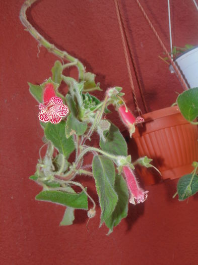 DSC07753 - Copy - Florile mele 2