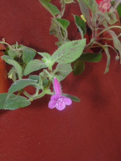 DSC07754 - Florile mele 2