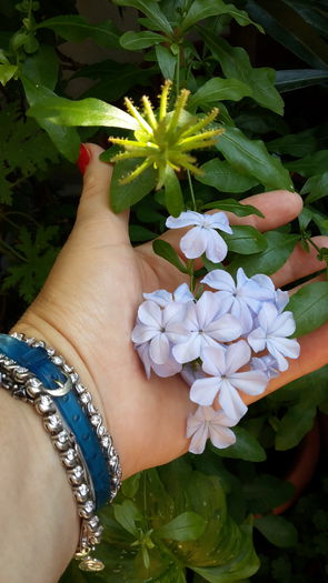 plumbago--flori azurii