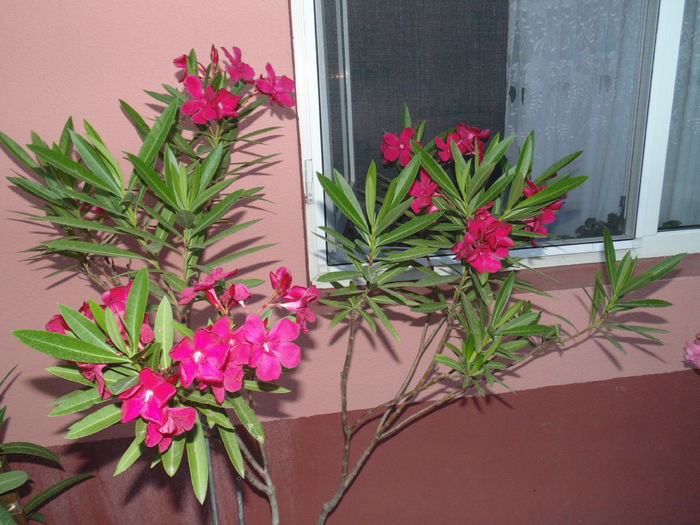 DSC07883 - Florile mele 2