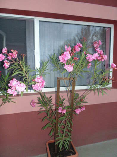 DSC07884 - Florile mele 2