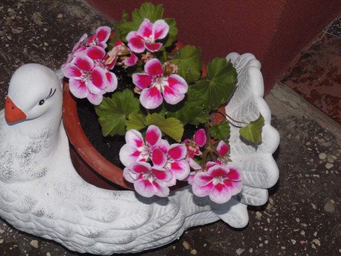 DSC07879 - Florile mele 2