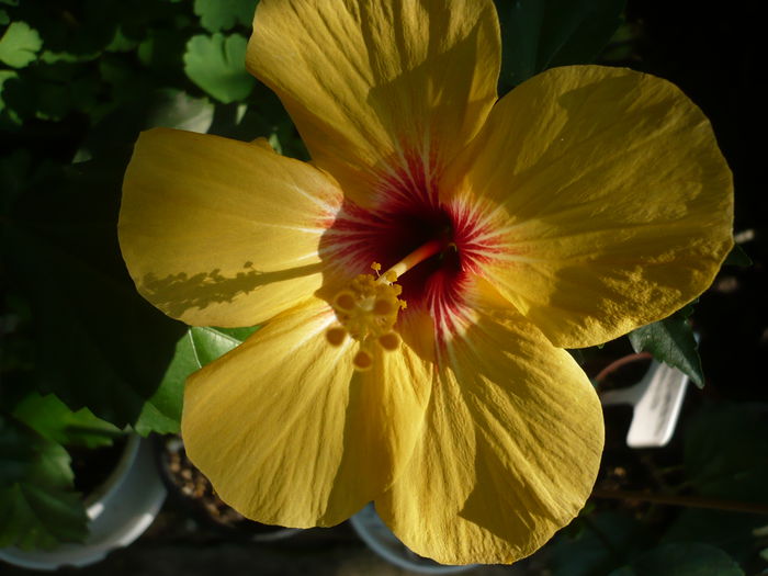 07.07.2015 - HIBISCUSI 2015-1