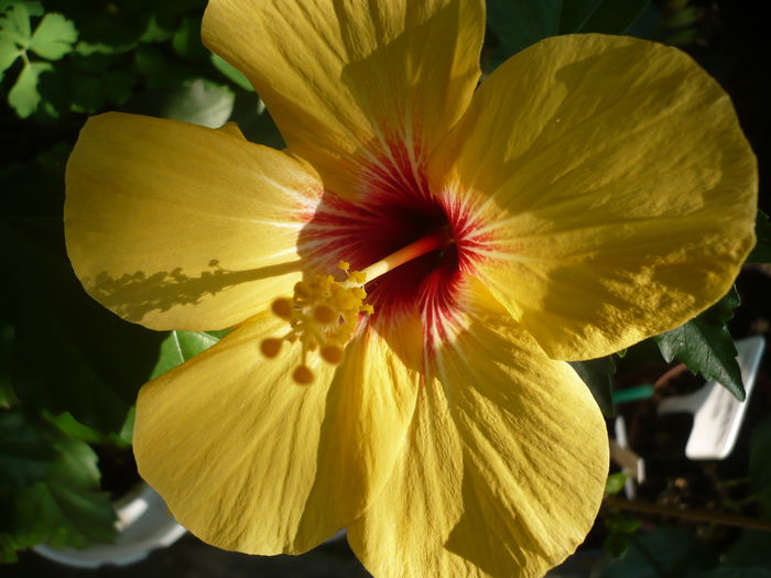 Cuban variety - HIBISCUSI 2015-1