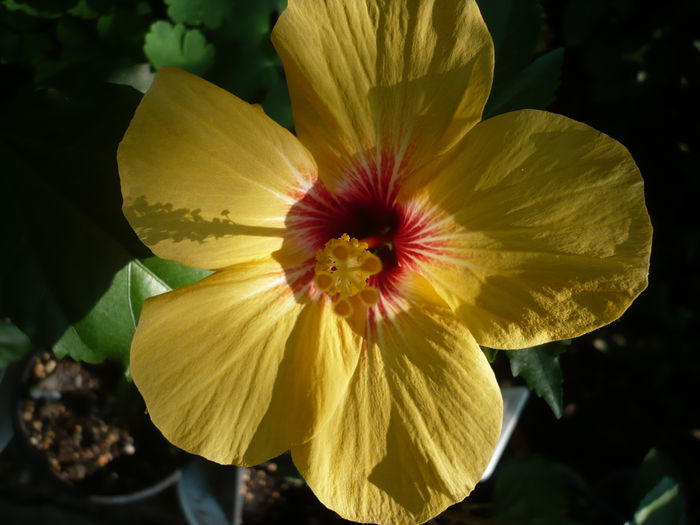 P1220948 - HIBISCUSI 2015-1