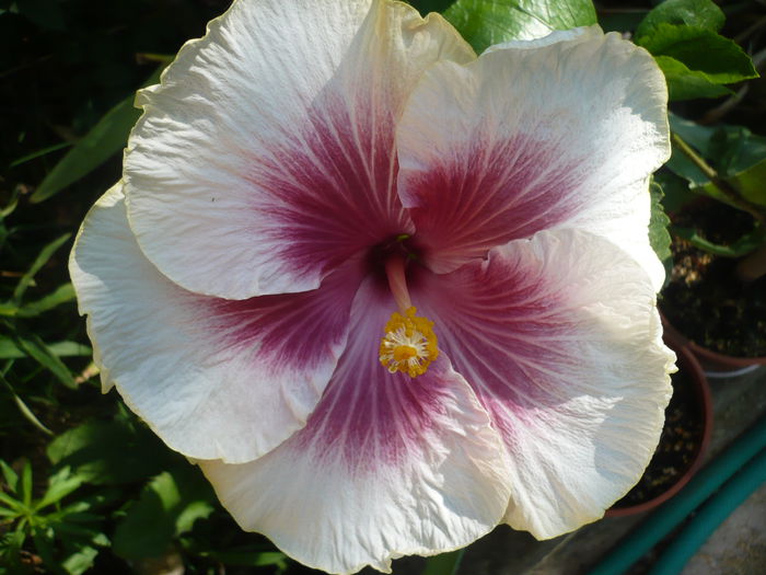 P1220949 - HIBISCUSI 2015-1