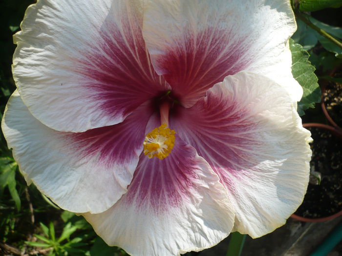 Tahitian Purple Lady - HIBISCUSI 2015-1