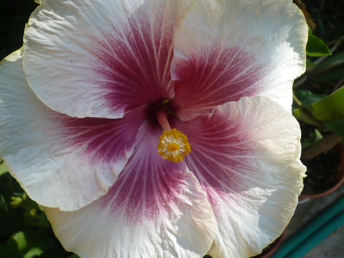 P1220951 - HIBISCUSI 2015-1