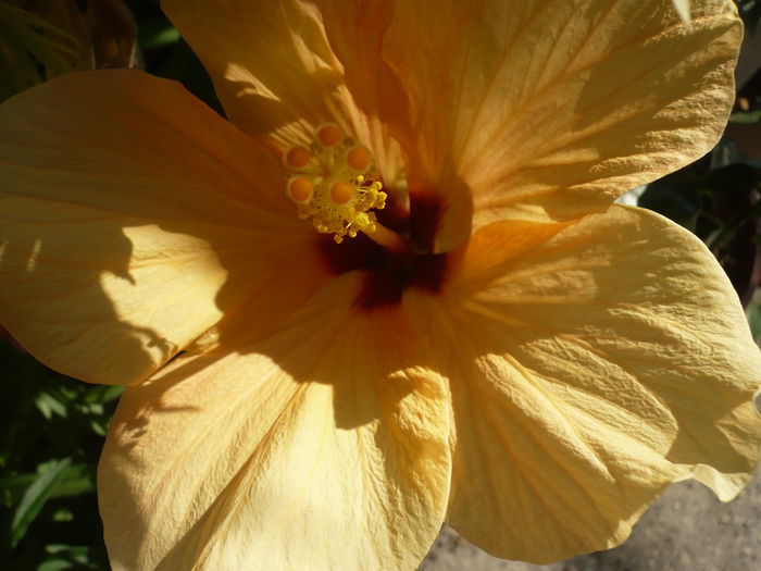 P1220953 - HIBISCUSI 2015-1