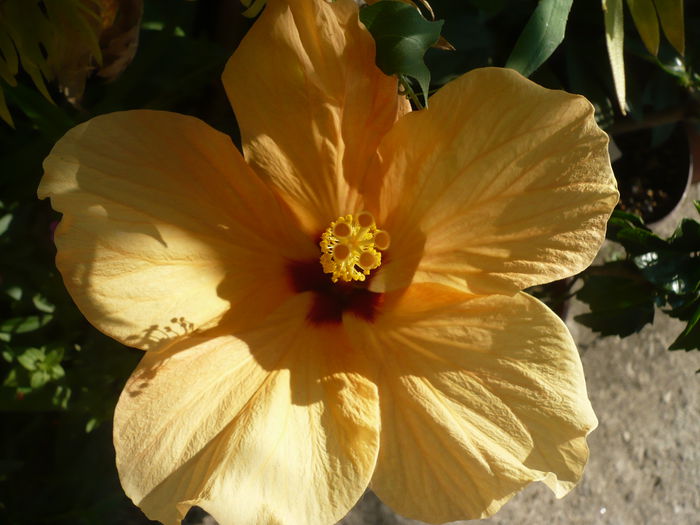 P1220954 - HIBISCUSI 2015-1