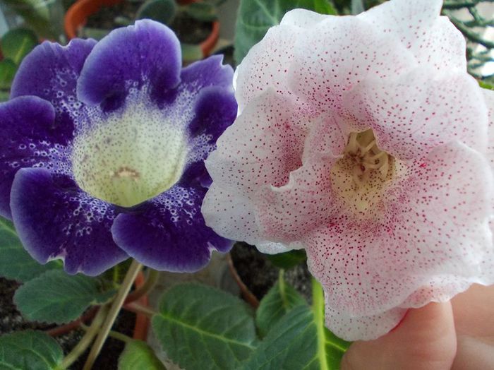 11720925_956692767685095_1592934213_o