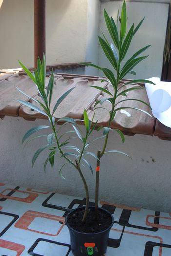 pt Camelia (1) - aa provizoriu