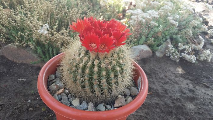 parodia penicillata - cactusi 2015