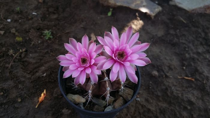 gymnocalycium friedrichii - cactusi 2015