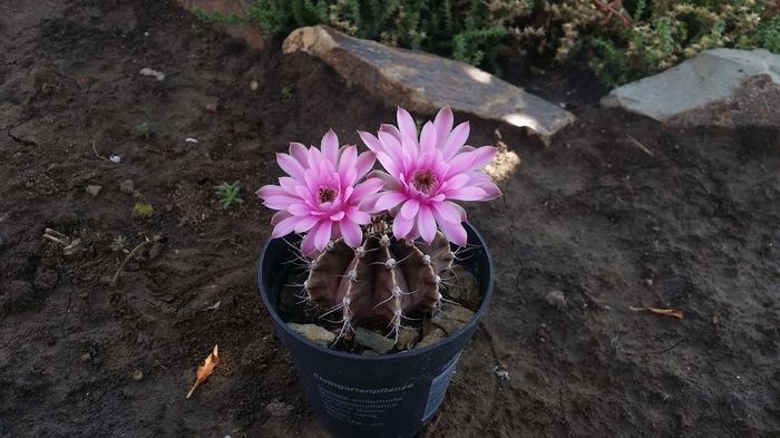 gymnocalycium friedrichii - cactusi 2015