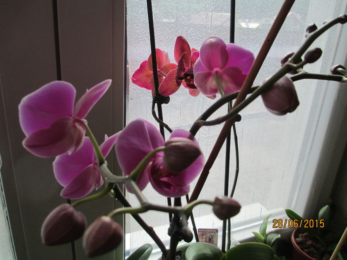 phale mov d. 2015.06.28 1