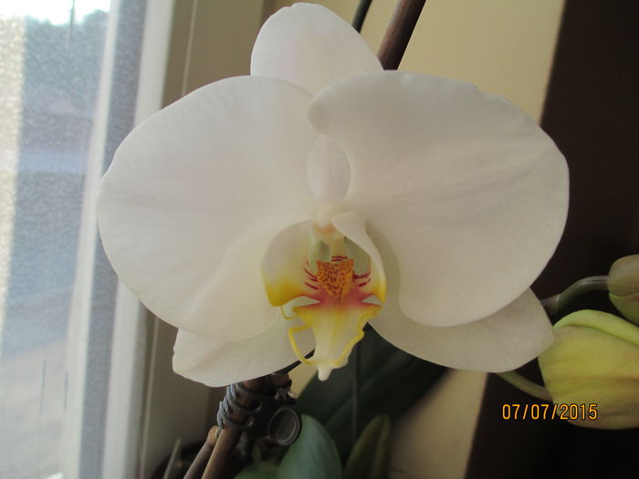 phale alba P 2015.07.07 2