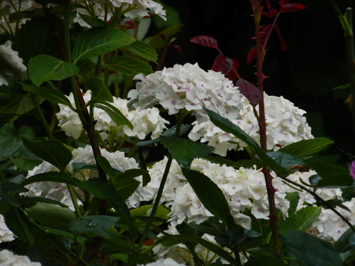 DSCN1595