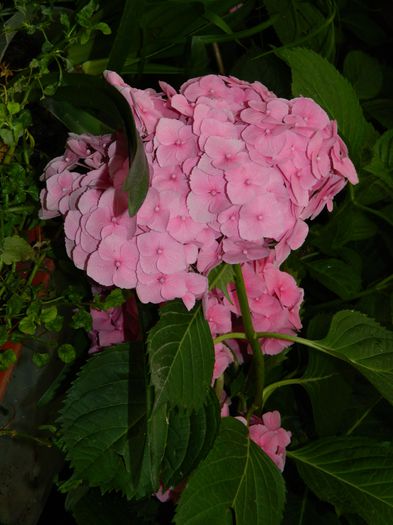 DSCN1609