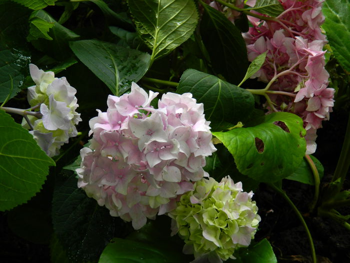 DSCN1678