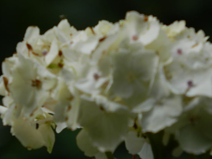 DSCN1686 - 2015_HORTENSII